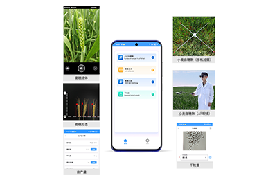 保定市小麦亩穗数分析仪IN-XM02
